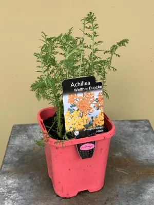 Achillea millefolium ‘Walther Funcke’