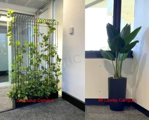 Edith Cowan University (ECU) Joondalup & Mt Lawley Campus - Artificial Climbing Plants for Planters / Potted Plants