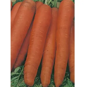 Fothergills Carrot All Year Round